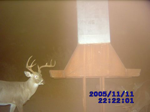 1986 Ford Bronco - South East La Rosita the first pic is the buck i killed with my bow