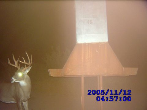1986 Ford Bronco - South East La Rosita the buck i hunted but never got a shot at. i found one of his sheds. these pics were taken with leaf river trail camer…