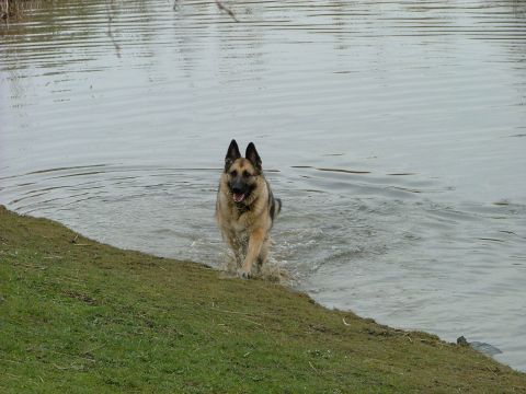 2001 Ford Fiesta - German Shepherd dog emerges from the water onto a grassy shore.