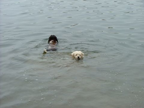2001 Ford Fiesta - Two dogs enjoy a swim in the water on a cloudy day.
