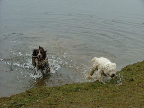 2001 Ford Fiesta - Dogs enjoy a day at the water's edge, with one retrieving a stick.