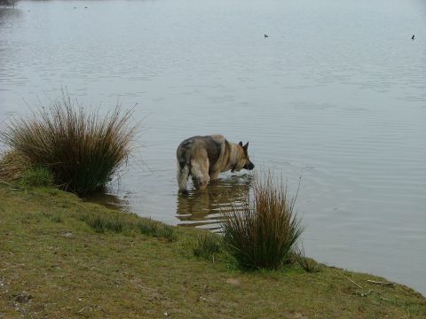 2001 Ford Fiesta - A German Shepherd dog wades into a lake near grassy banks, with a Supermotors.net watermark visible.