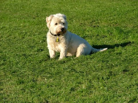 2001 Ford Fiesta - A white dog is sitting on a green lawn.