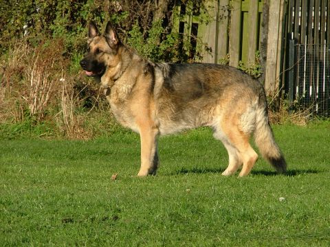 2001 Ford Fiesta - A German Shepherd stands alert on a grassy lawn with a wooden fence in the background.