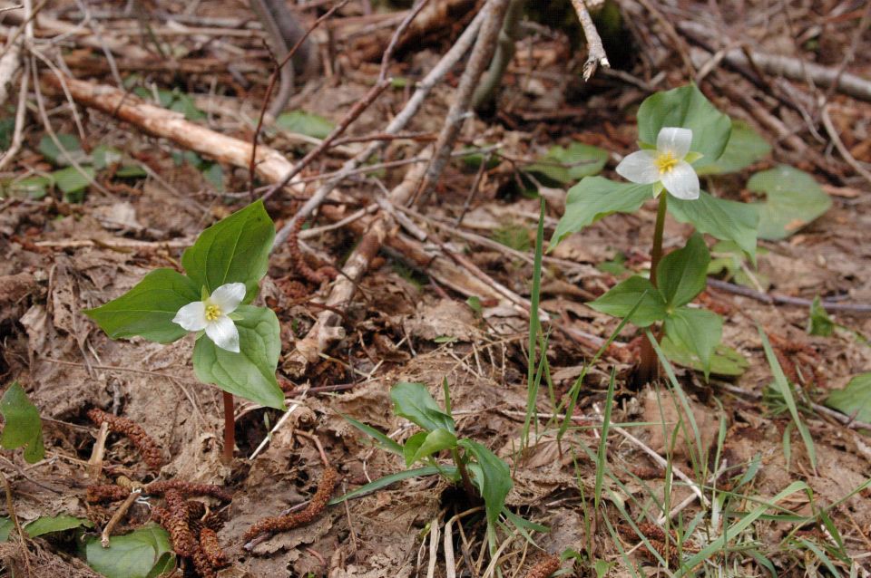 Forest floor with green plants and brown sticks on the ground