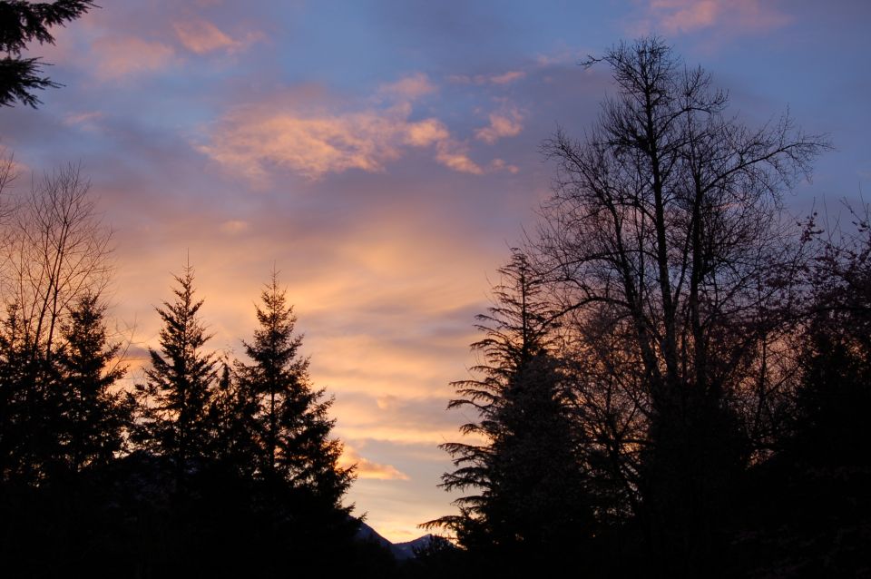 Sunset sky with pink and blue clouds over silhouetted pine trees and bare branches. Supermotors.net logo in lower right
