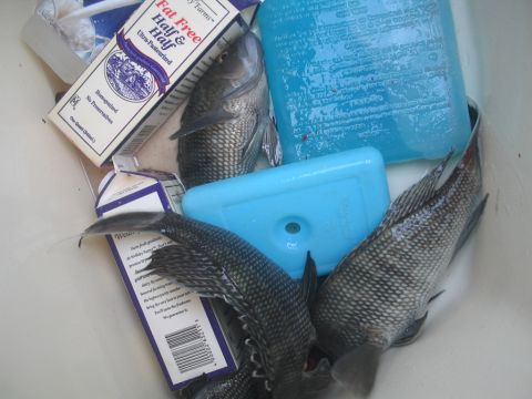 1979 Ford F-250 - A catch of fish is kept cool with ice packs and a carton of half & half in a cooler.