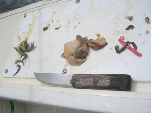 1979 Ford F-250 - Seafood preparation on a cutting board with a knife and a small crab.
