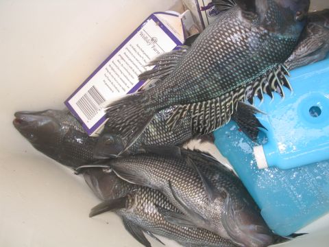 1979 Ford F-250 - A collection of black sea bass are shown in a cooler, with a box from Wellesley Farm visible amongst them.