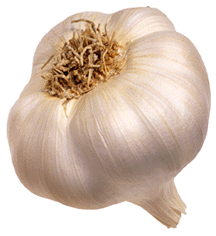 1995 Ford Bronco - A single bulb of garlic, likely for cooking, is shown against a white background.