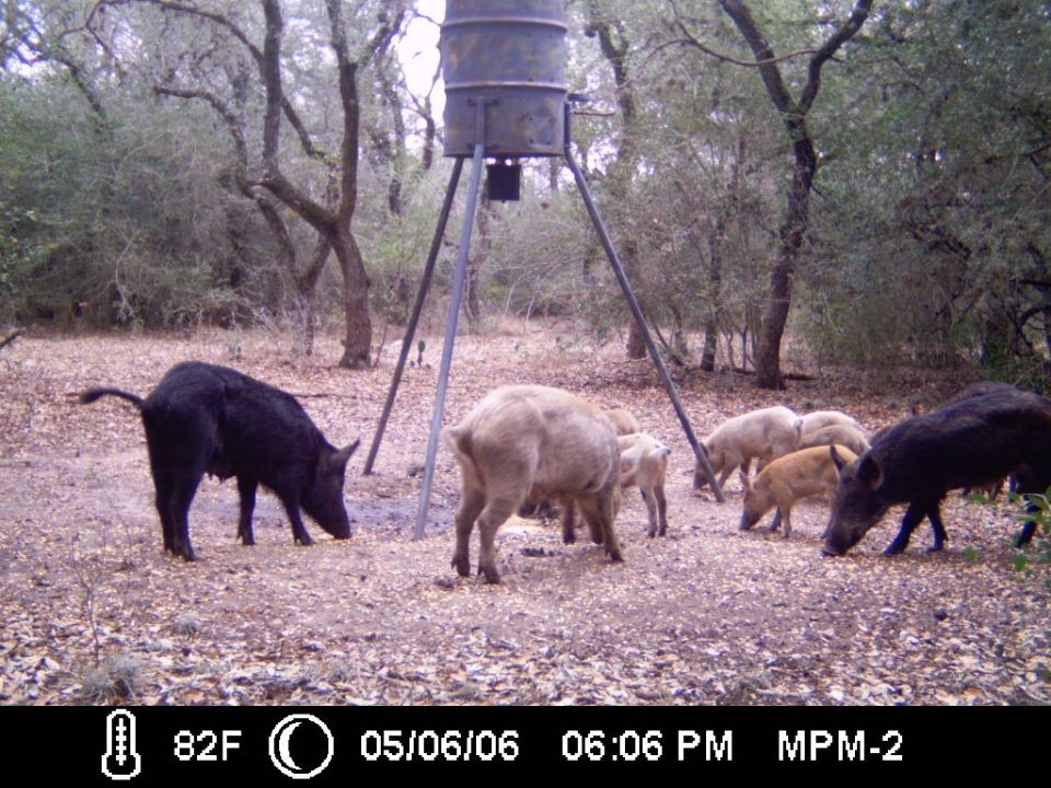 Trail-cam image of several wild hogs of mixed colors around a tripod feeder in brushy woods