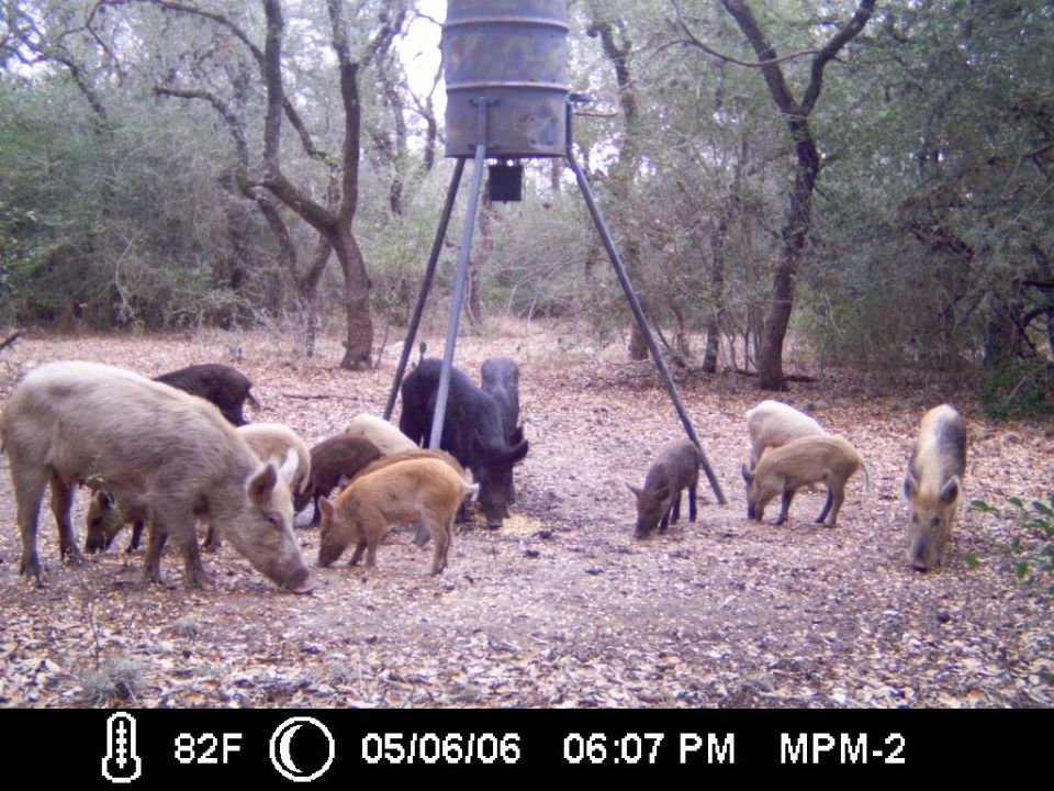 Trail-camera photo of a large group of wild hogs and piglets feeding under a tripod feeder