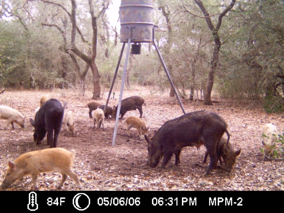 Game-camera image of feral hogs grouped around a tripod feeder, ginger pig in foreground