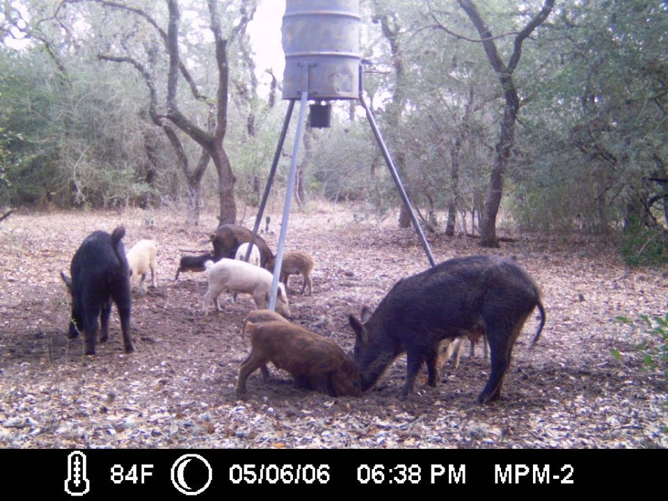 Game-camera image of black and white hogs with a reddish piglet near a tripod feeder