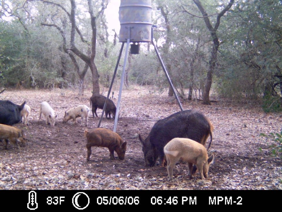 Trail-cam of wild hogs and striped piglets feeding under a tripod gravity feeder