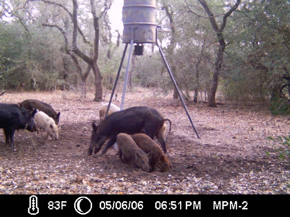 Game-camera shot of dark hogs and striped piglets rooting under a tripod feeder