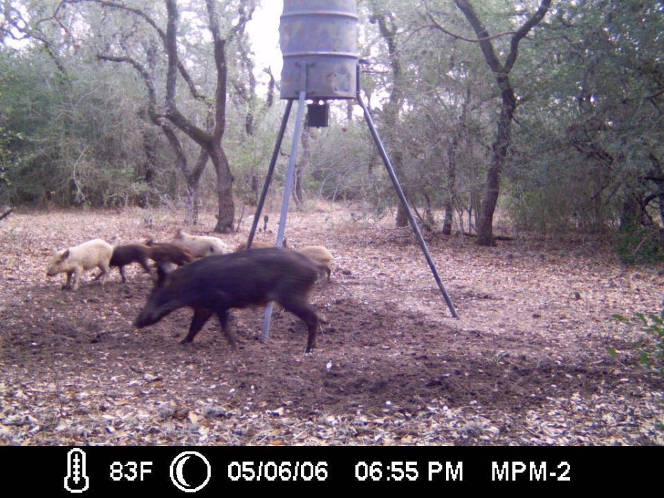 Trail-cam of a dark hog walking past a tripod feeder with pale pigs behind