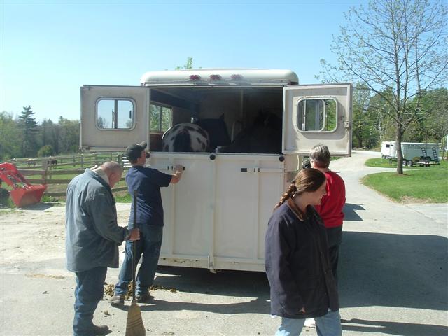 people loading a horse trailer, another trailer visible in background