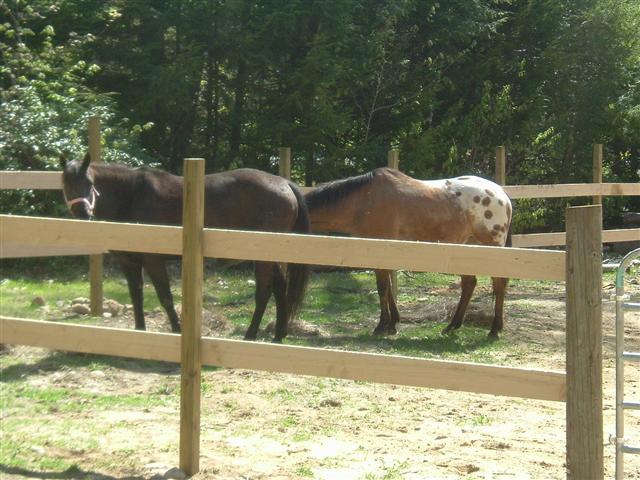 Two horses, one dark and one spotted, stand in a wooden fenced paddock with trees in the background