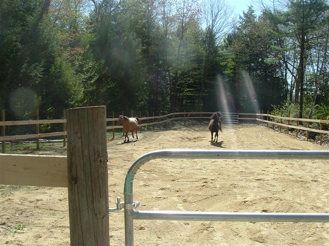 Two horses in a sandy paddock with wooden fences and trees