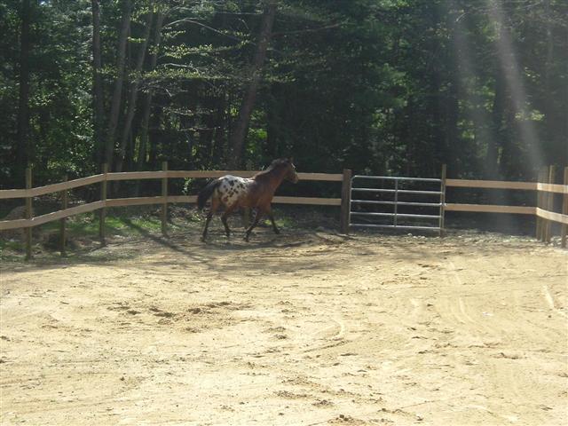 Appaloosa horse running in a sandy enclosure with a wooden fence and metal gate