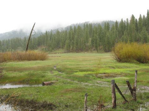 1994 Ford C-350 (Centurion Conversions) - A misty day over a rural landscape with a field and dense pine forest.