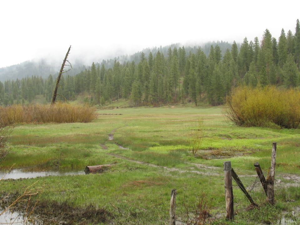 Wet mountain meadow with fence posts and fog-shrouded pine hillside