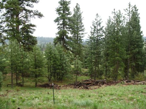 1994 Ford C-350 (Centurion Conversions) - A wooded area with a field and scattered logs.