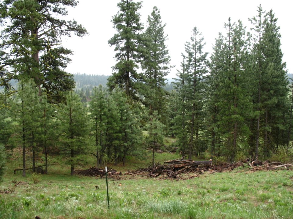 Pine trees above a grassy clearing with a pile of downed logs and slash
