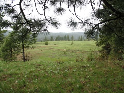 1994 Ford C-350 (Centurion Conversions) - A view of a meadow framed by pine branches, suggesting a remote, natural setting.