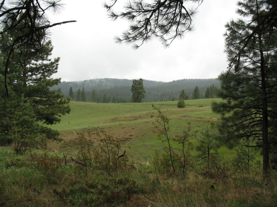 Foggy forest meadow surrounded by pine trees under overcast sky