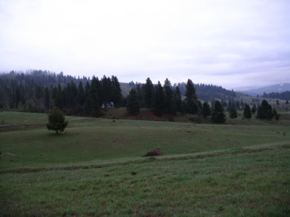 Foggy meadow with evergreen trees and distant hills under a gray sky
