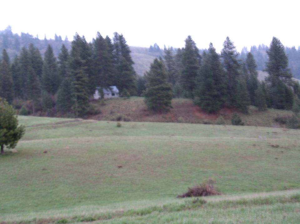 Green meadow with forested hill and small white cabin among evergreen trees.
