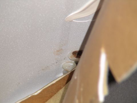 1993 Ford C-350 (Centurion Conversions) - Roof rack mounting bracket detail with plastic caps and rust visible.
