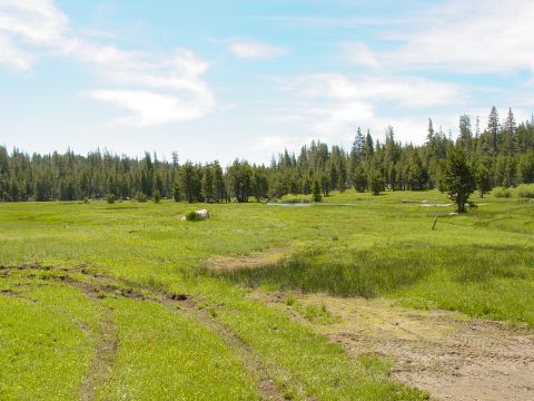 1986 Ford Bronco - Tire tracks mark a path through a wide, grassy meadow bordered by a dense forest under a partly cloudy sky.