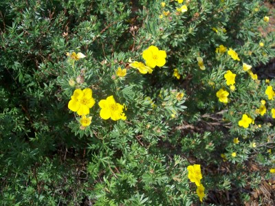 1972 Ford Ranchero - A shrub with many small yellow flowers and dense green foliage.