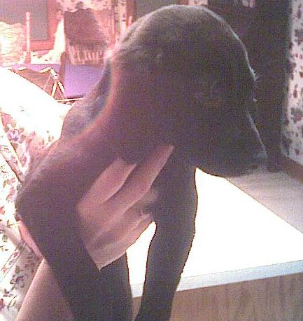 1993 Ford Taurus - A black puppy is held by hands in front of a patterned background.