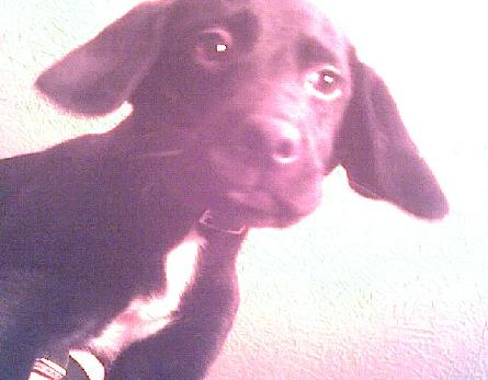 1993 Ford Taurus - A dark-colored dog's face and ears are visible in this close-up photo.