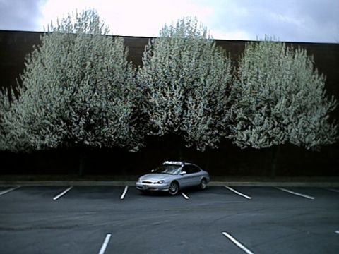 1998 Ford Taurus - Taurus in front of some white trees. 3/17/02
