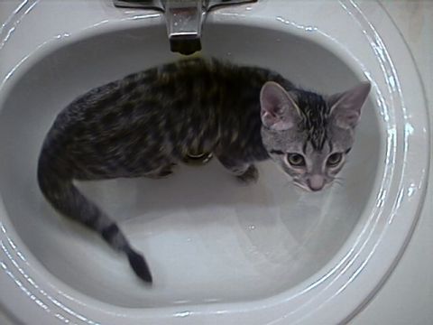 1998 Ford Taurus - A small tabby kitten sits in a white sink, looking towards the camera.