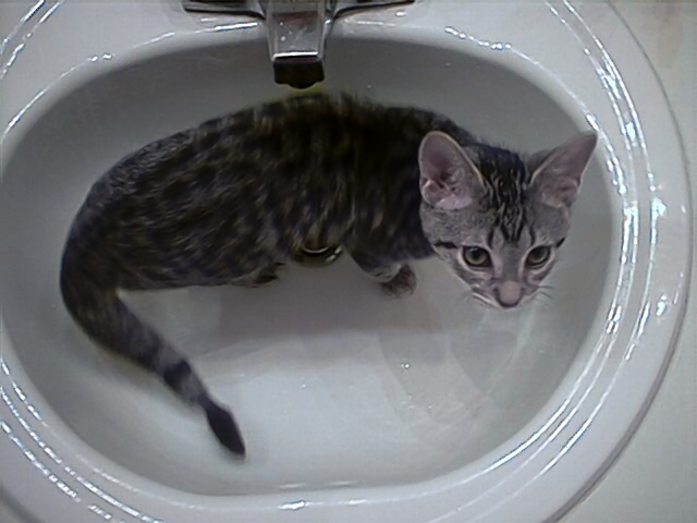 Tabby kitten in a white sink with a faucet overhead. Water is visible