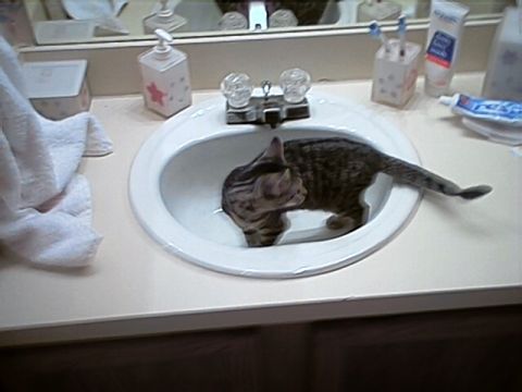 1998 Ford Taurus - A tabby cat is seen drinking water from a white bathroom sink, with a towel and toiletries nearby.