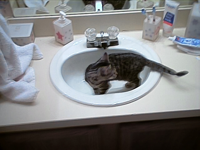 Tabby kitten standing in a white bathroom sink beside a chrome faucet