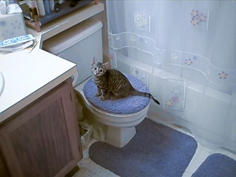 1998 Ford Taurus - A cat is sitting on the toilet seat in a bathroom with a shower curtain in the background.