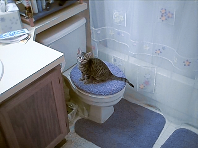 Tabby kitten standing on a blue-covered toilet lid in a bathroom