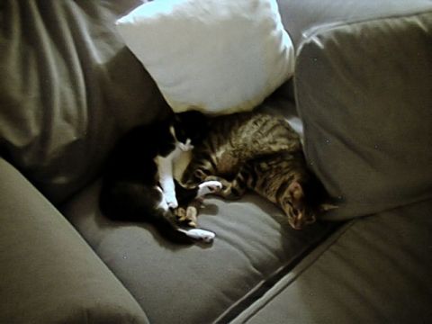 1998 Ford Taurus - A black and white cat and a tabby cat are napping together on a comfortable couch.