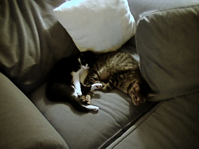 A black-and-white cat and a tabby cat sleeping together on a grey couch