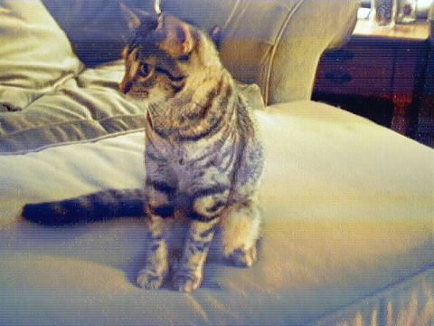 1998 Ford Taurus - A tabby cat sits on a bed, looking to the left.