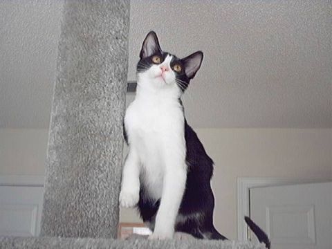 1998 Ford Taurus - A black and white cat is perched on a surface, looking upwards with curiosity.