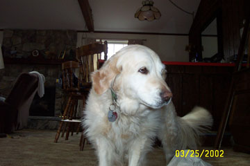 1993 Ford Taurus - Pure-Bred, Blue Ribbon Golden Retriever Molly.